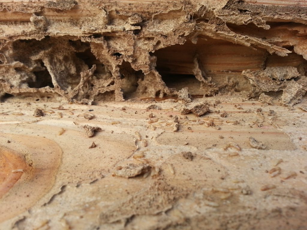 Termites and Pole Barns - Hansen Buildings