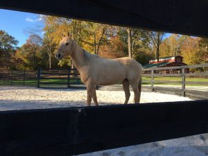 Lumber for Lunch; Why Horses Chew Wood